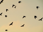 SX17401 Silhouette of flying Jackdaws (Corvus monedula).jpg